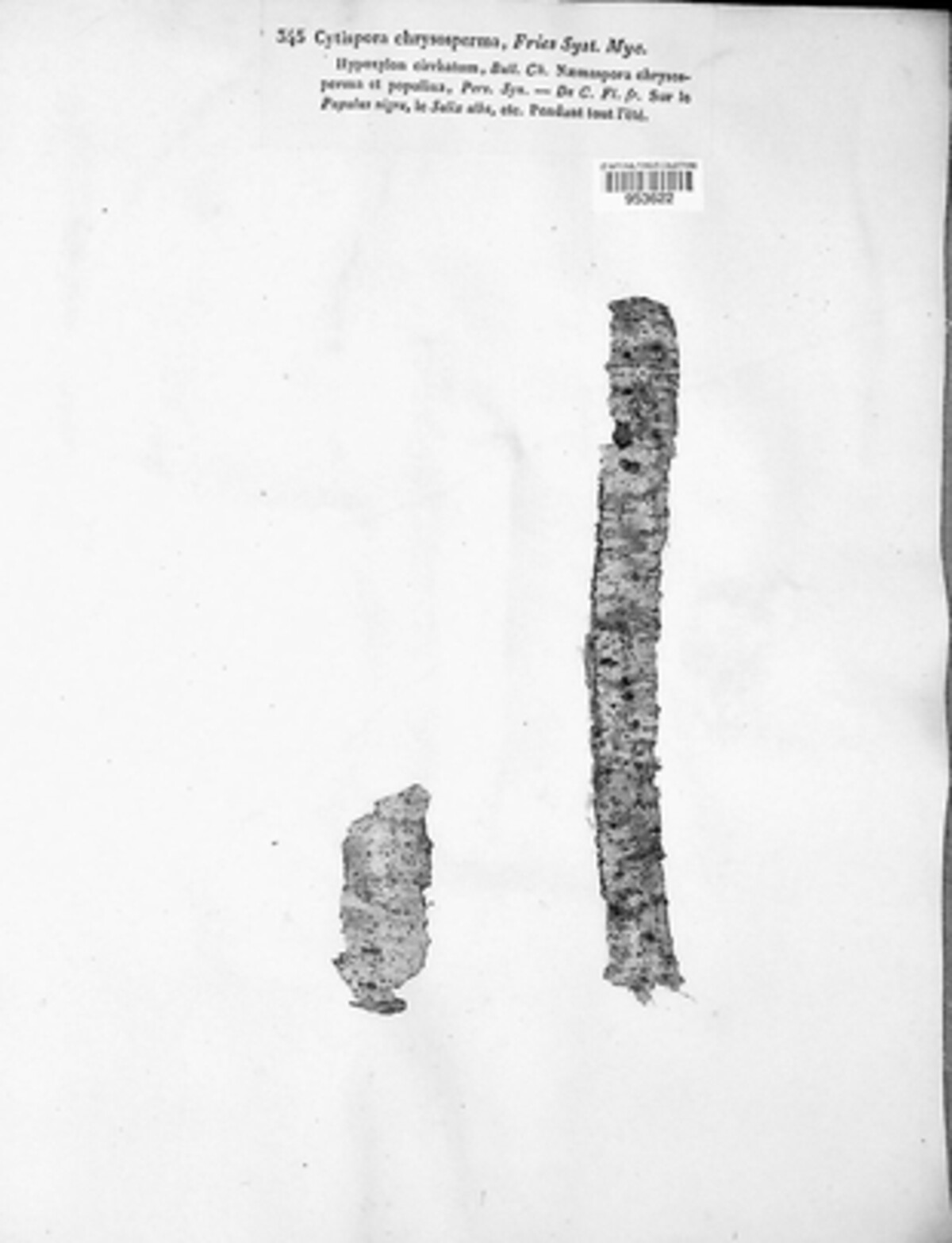 Cytospora chrysosperma image